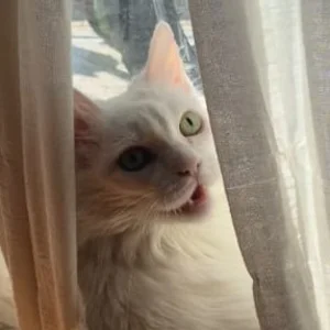 Berbor